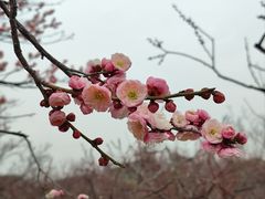 -无锡梅园公园