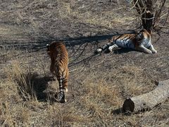 -新疆天山野生动物园