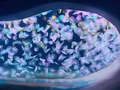 -海合安天津极地海洋公园