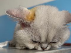 -瑞派福兴宠物医院犬猫全科·骨科·中西医结合(河东店)