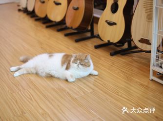 一路猫海深似坑，我们日常被猫咪“肆虐”着