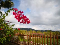 -亚龙湾国际玫瑰谷