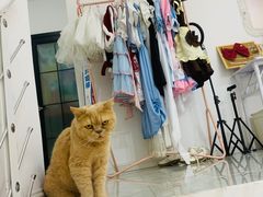 -团子家猫咪猫咖馆·柯基·柯尔鸭