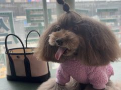 -帕帕拉兹宠物(亚洲旗舰店)