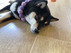 -南京Hallo宠物乐园·哈罗犬舍·柴犬繁育基地