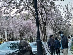 -中环花鸟鱼虫市场