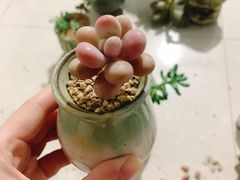 -中环花鸟鱼虫市场