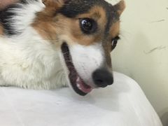 -宠物星动物医院·眼科·异宠·猫科(江南大道总院)