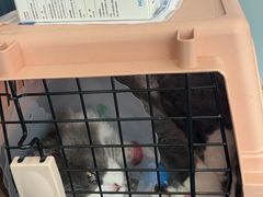 -伟伟宠物医院·瑞派猫友好医院·猫科(光谷店)