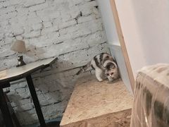 -猫色咖啡·猫咖