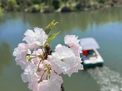 -顾村公园