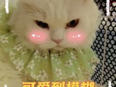 -宠颐生宠物医院外科·内科·皮肤科·影像科(石龙店)
