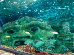 -悉尼海洋生物水族馆