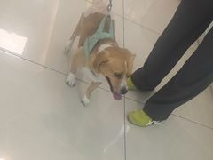 -北京观赏动物医院·24小时大型综合·猫专科·异宠专科