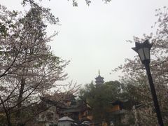 -鸡鸣赐茶(鸡鸣寺路店)