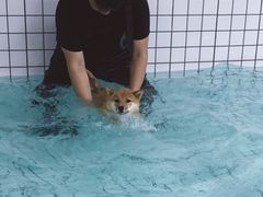 -柚子宠物(伊珊娜调理店)