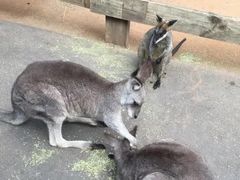 -费瑟代尔野生动物园