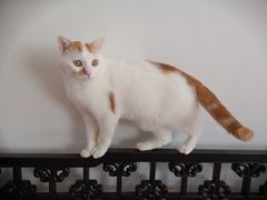 -PETKIT小佩宠物·低压洗护(国顺东路店)