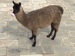 -鄂尔多斯野生动物园