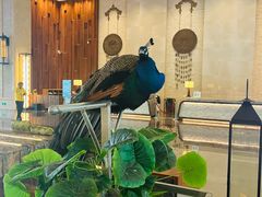 -西双版纳融创皇冠假日度假酒店