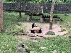 -都江堰中华大熊猫苑