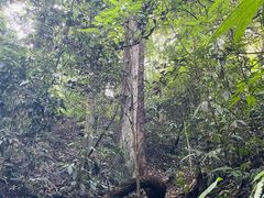 -西双版纳原始森林公园
