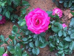 -人民公园(罗湖区)