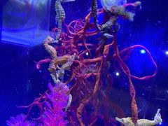 -海合安青岛极地海洋公园