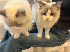 -有喵·猫咖·狗咖·40+猫狗有小奶狗(岗厦店)