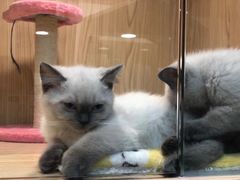 -屋虎猫馆(宝安大仟里店)