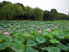 -桐乡植物园