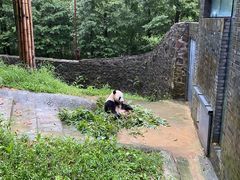 -都江堰中华大熊猫苑