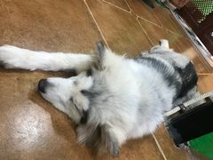 -李小姐の猫咖啡馆(五角场店)