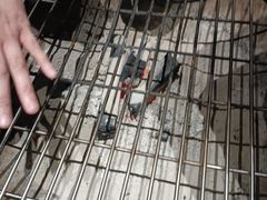 -巢爷老味(东方红店)