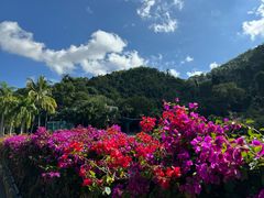 -西双版纳原始森林公园