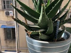 -秦美花卉(天朗·莱茵小城2期店)