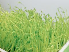 -番食园鲜食火锅(高新店)