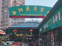 -曲阳花鸟市场(曲阳路店)