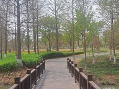 -九科绿洲