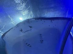-大连圣亚海洋世界