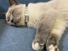 -鼓捣猫呢主题猫咖店