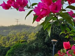 -深圳仙湖植物园