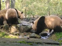 -都江堰中华大熊猫苑