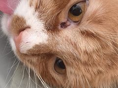 -北京观赏动物医院·24小时大型综合·猫专科·异宠专科