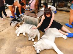 -TrueLove @ Neverland (Husky Cafe)