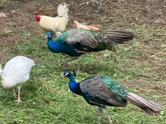 -丽泽山庄·生态怀柔菜·虹鳟鱼(红螺寺店)