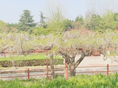 -嘉定紫藤园