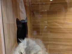 -猫十亿·布偶金渐层·曼基康矮脚猫舍(青年路店)