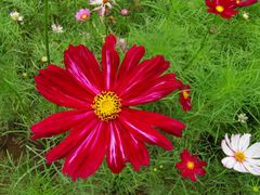 -大兴滨河森林公园