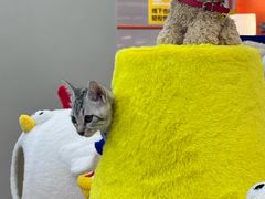 -帕帕拉兹宠物(亚洲旗舰店)